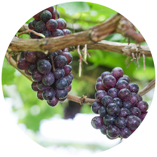 grape